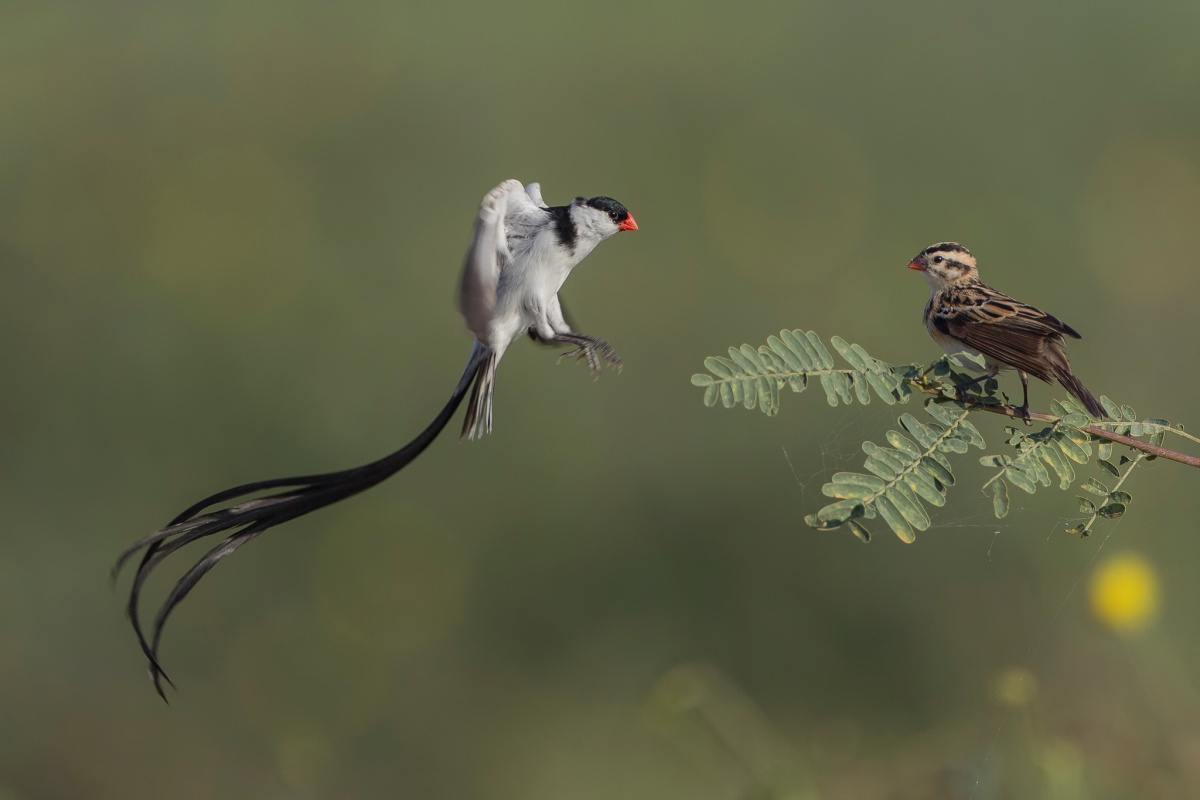 Pin Tailed Whydah